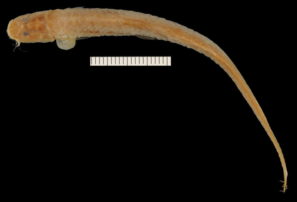 Image of Acentronichthys