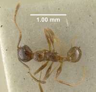 Image of Pheidole coffeicola Borgmeier 1934