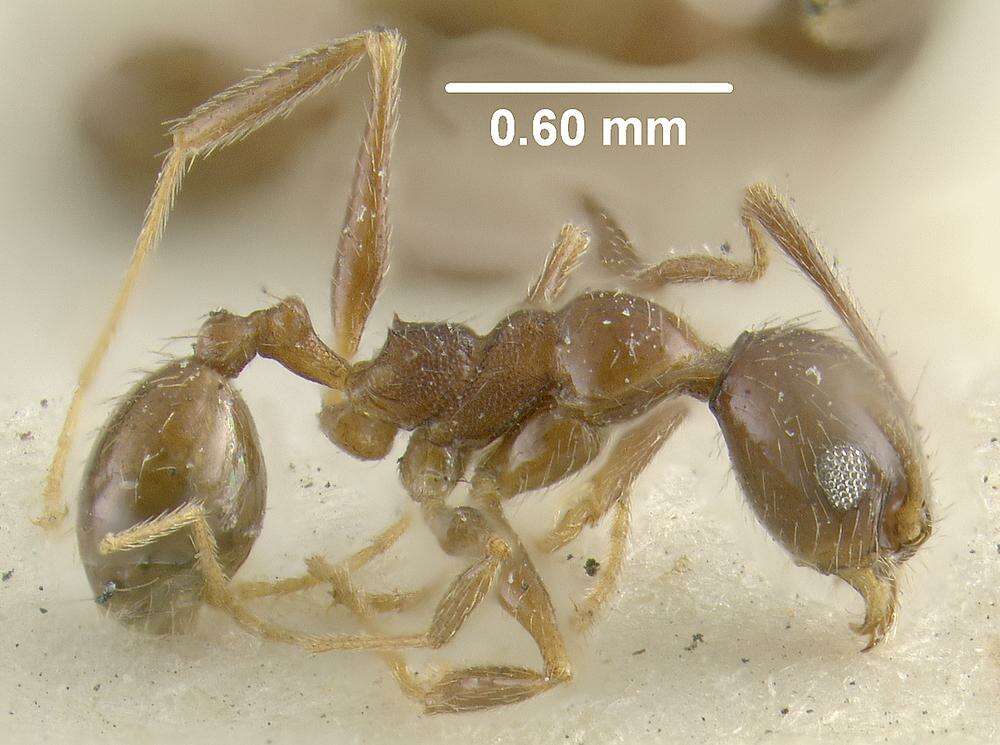 Image of Pheidole coffeicola Borgmeier 1934