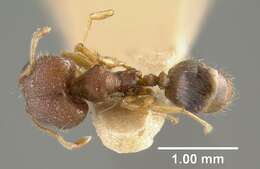 Image of Pheidole concinna Santschi 1910