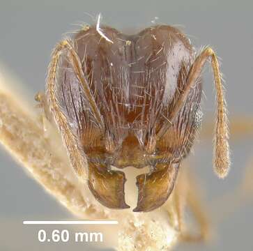 Image of Pheidole cataractae Wheeler 1916