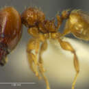 Image of <i>Pheidole allarmata</i>