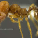 Image of <i>Pheidole ambigua</i>