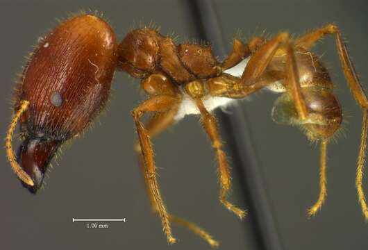 Image of <i>Pheidole astur</i>