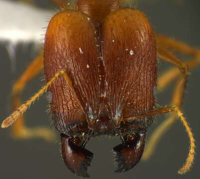 Imagem de <i>Pheidole astur</i>