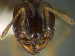 Image of <i>Pheidole gagates</i>