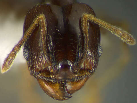 Image of <i>Pheidole gagates</i>