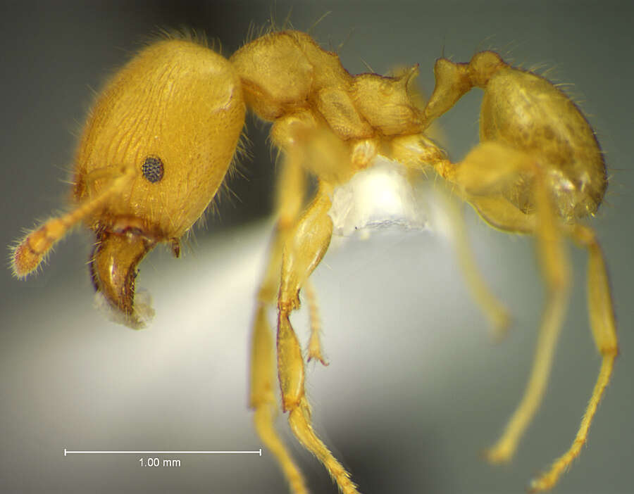 Image of <i>Pheidole gilva</i>