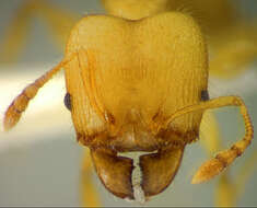 Image of <i>Pheidole gilva</i>