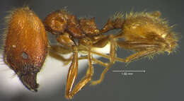 Plancia ëd <i>Pheidole huacana</i>