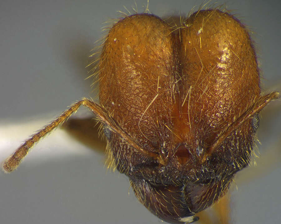 Plancia ëd <i>Pheidole huacana</i>