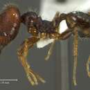 Plancia ëd <i>Pheidole tobini</i>