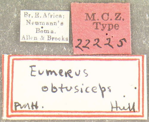 Image of Eumerus obtusiceps Hull 1937