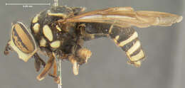 Image of Spilomyia fusca Loew 1864