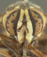 Image of Spilomyia fusca Loew 1864