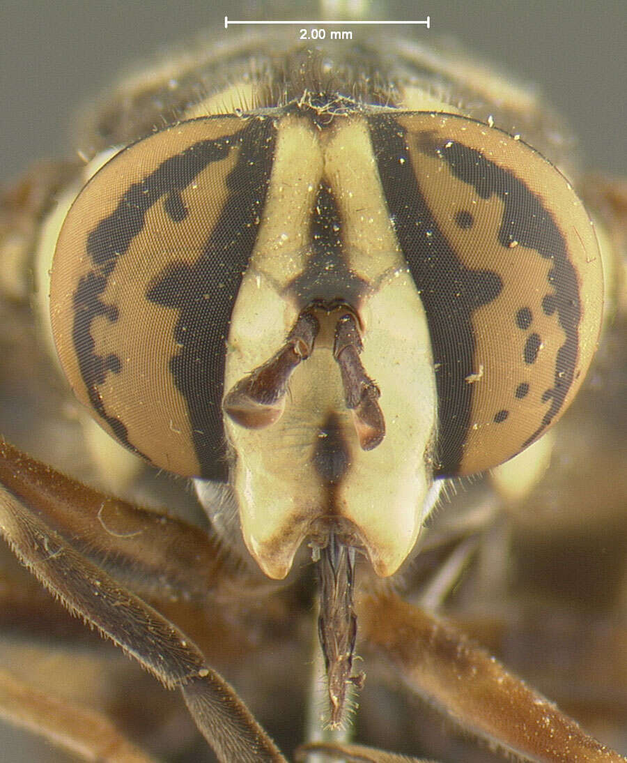 Image of Spilomyia fusca Loew 1864