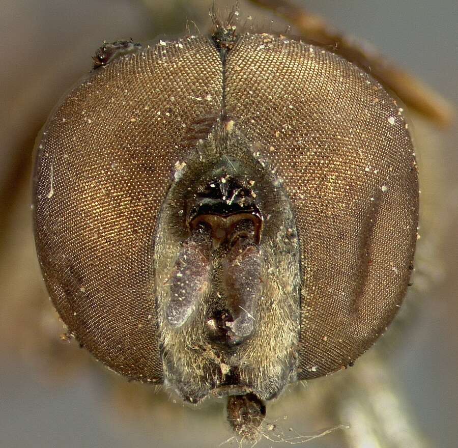 Image of Xanthandrus cubanus Fluke 1936