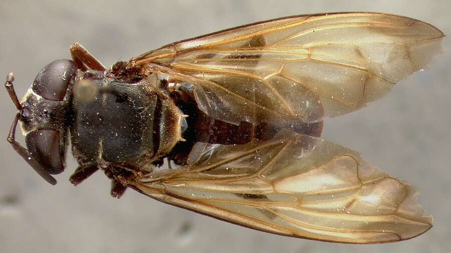 Image of Microdon flavipennis Curran 1925