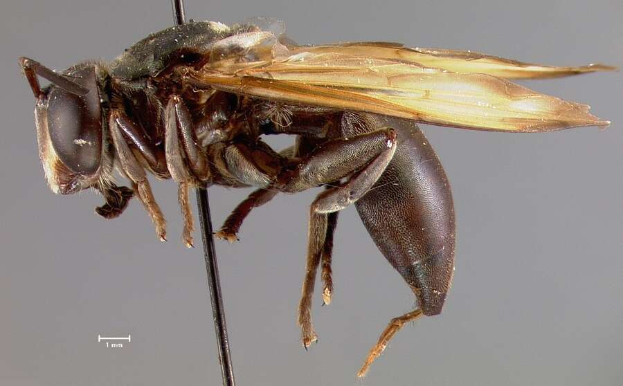 Image of Microdon flavipennis Curran 1925