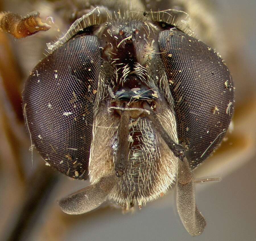 Image of Microdon abnormis Curran 1925