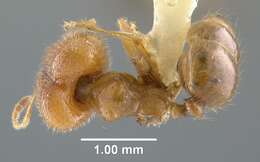 Image of Pheidole calens Forel 1901