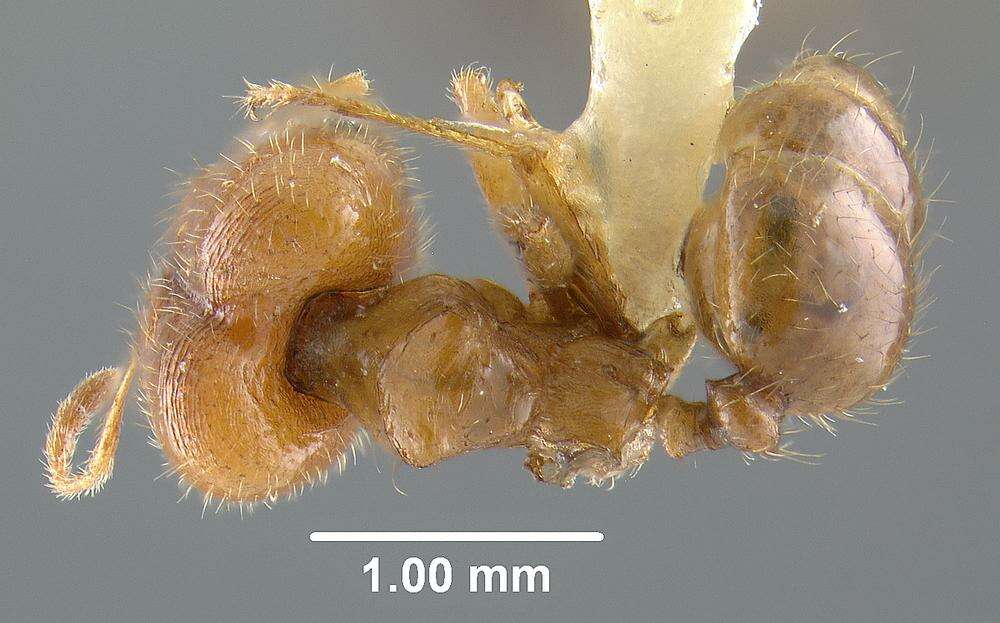 Image of Pheidole calens Forel 1901