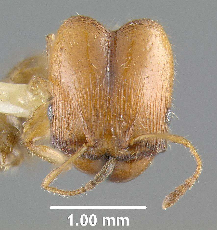 Pheidole calens Forel 1901的圖片