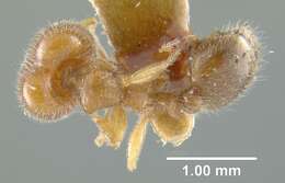 Pheidole bicarinata Mayr 1870 resmi