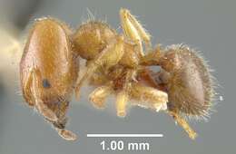 Pheidole bicarinata Mayr 1870 resmi