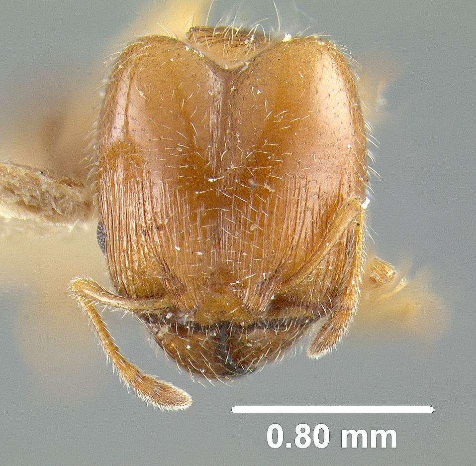 Pheidole bicarinata Mayr 1870 resmi