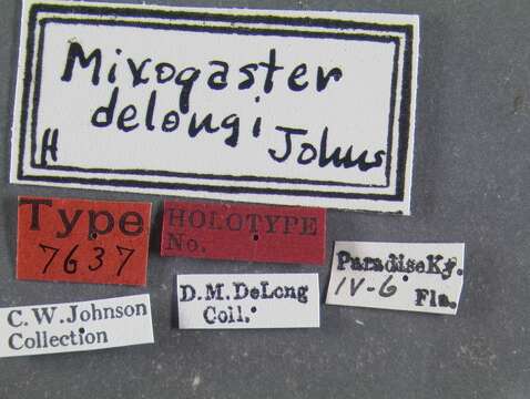 Image de Mixogaster delongi Johnson 1926