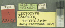 صورة Cheilosia latrans (Walker 1849)