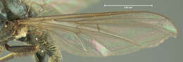 صورة Cheilosia latrans (Walker 1849)