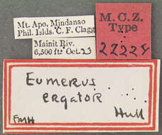 Image of Eumerus ergator Hull 1941