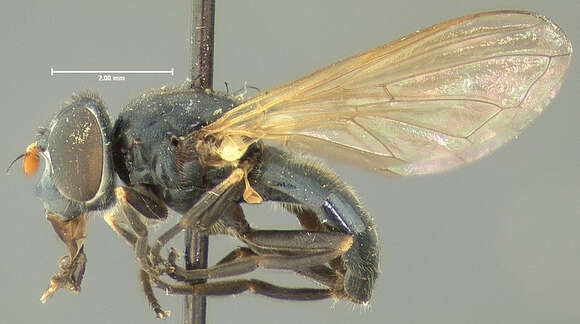 صورة Cheilosia pontiaca (Shannon 1922)