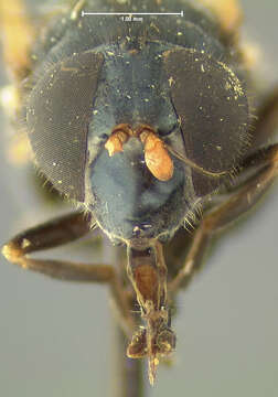 Image of Cheilosia pontiaca (Shannon 1922)