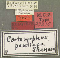صورة Cheilosia pontiaca (Shannon 1922)