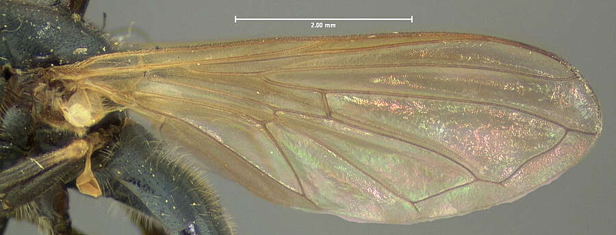 صورة Cheilosia pontiaca (Shannon 1922)