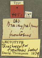 Image of Brachypalpus oarus (Walker 1849)