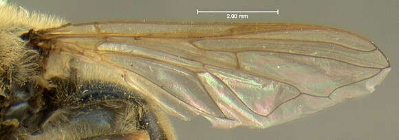 Image of Callicera erratica (Walker 1849)