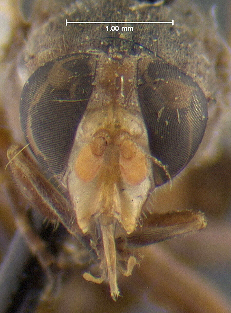 Image of Hairy-striped Sapeater