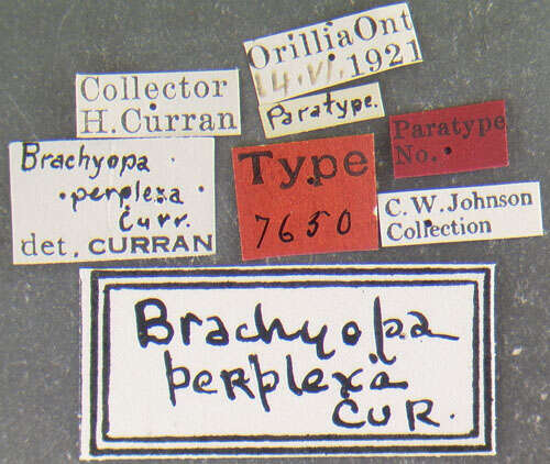 Image of Brachyopa perplexa Curran 1922