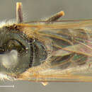 Image of Cheilosia capillata (Loew 1863)