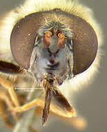 صورة Cheilosia capillata (Loew 1863)