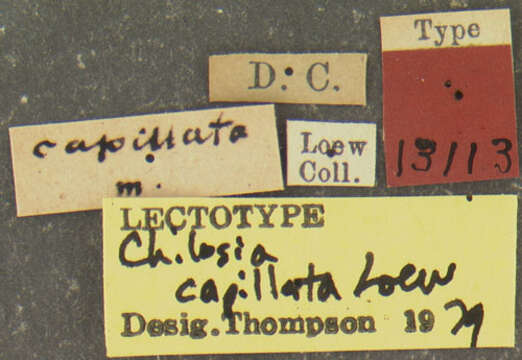 صورة Cheilosia capillata (Loew 1863)