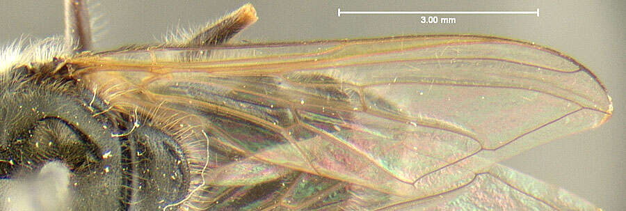 صورة Cheilosia capillata (Loew 1863)