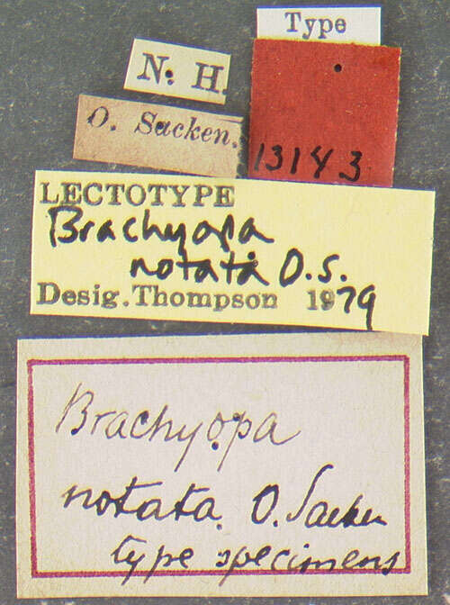 Image of Brachyopa notata Osten Sacken 1875