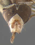 Image of Yellow-spotted Sapeater