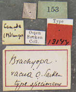 Image of Brachyopa vacua Osten Sacken 1875