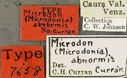 Image of Microdon abnormis Curran 1925